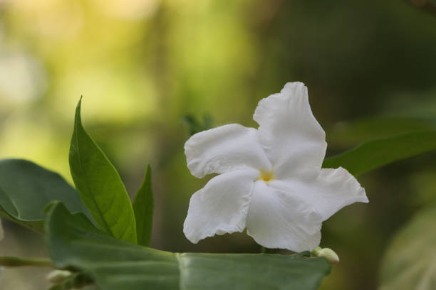 Why My Gardenia Isn’t Blooming? —  A Quick Guide To Growing The Perfect Flower!