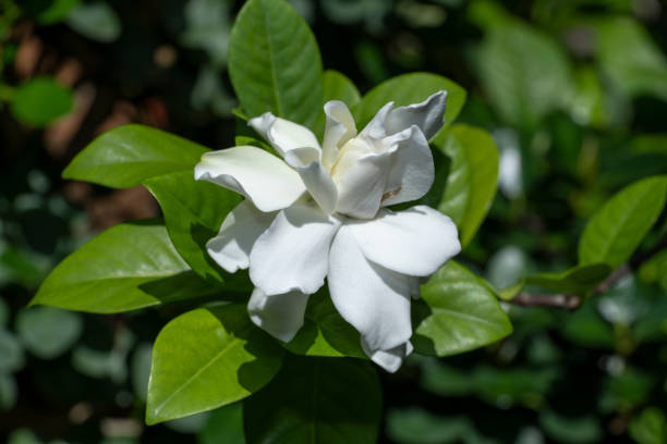 How To Trim Gardenia Bushes | The Best Way To Maintain Your Bushes
