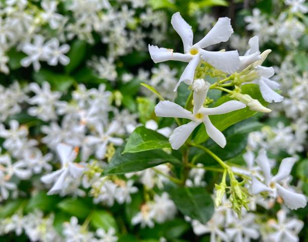 When Is the Best Time To Prune Star Jasmine?
