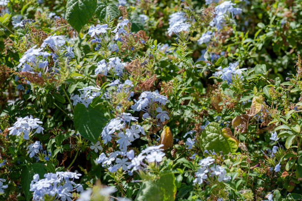 The Benefits of Jasmine Plant Fertilizer: What It Is & How to Use