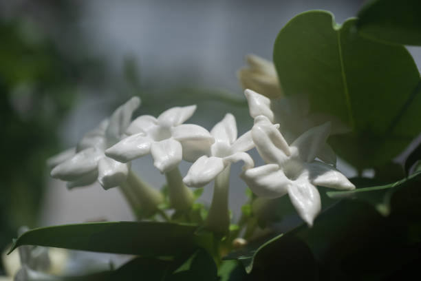 Can Jasmine Grow Indoors?