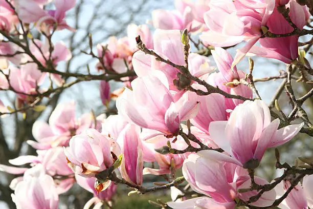 How Old Are Magnolia Trees? | Curious Facts About Magnolias