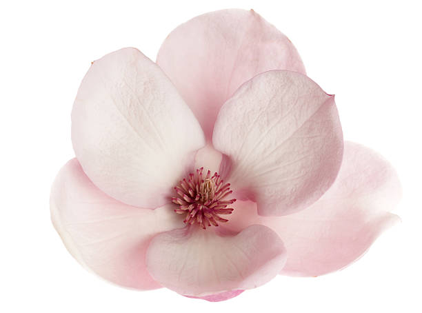 Can You Eat Magnolia Flowers?