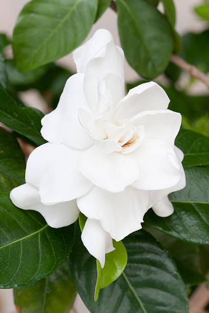 Do Gardenias Like Acidic Soil? How to Find Out the Best Soil pH for Gardenia Plants