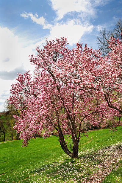 Do Deer Eat Magnolia Trees? – How to Protect Your Home from Damage by a Deer