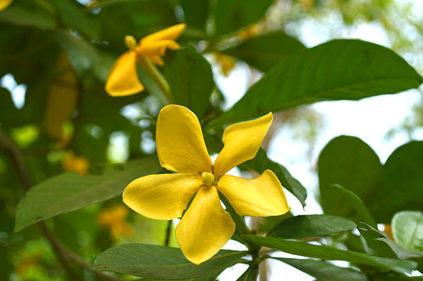 What Does Gardenia Mean? 10 Interesting Facts and Insights About This Flower!