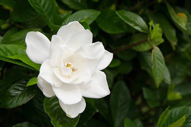 Gardenia Growing Zone —What Zone Does Gardenia Grow In?