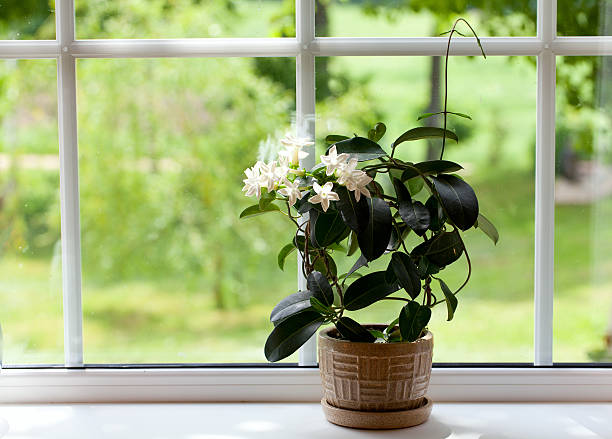 How to Plant Jasmine in Pots —An Easy Guide for Beginners