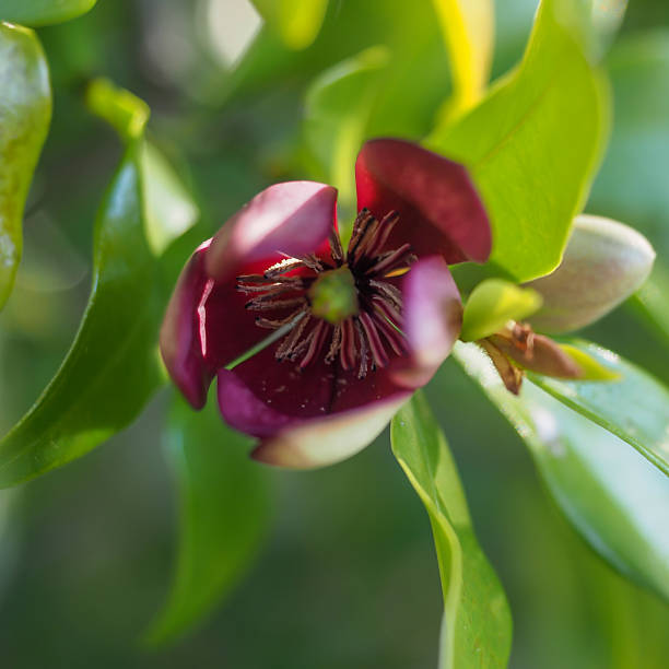 Magnolia: Are They Evergreen?