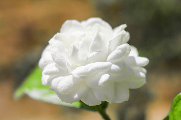 Are Gardenias Cold Tolerant?