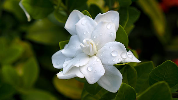 Do Gardenia Plants Like Coffee Grounds?