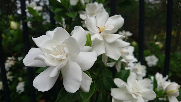 Gardenia Companion Plant Guide: How to Select the Best Plants for Your Space!