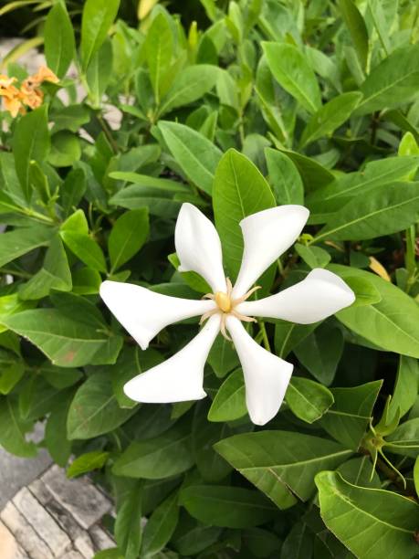 Which Gardenia Smells The Best?