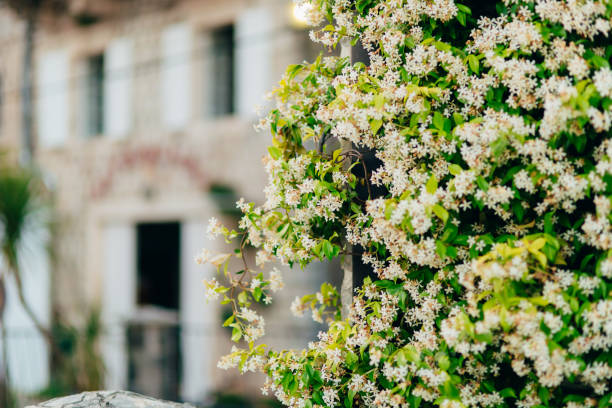 Can Jasmine Grow In Shade?