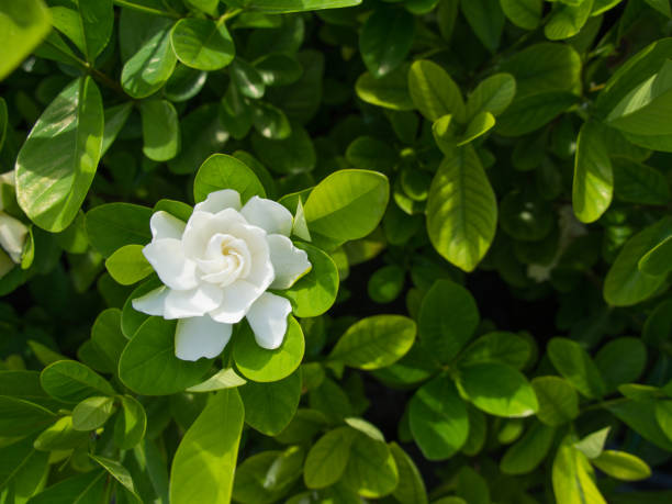 Are Gardenias Evergreen? Fun Facts About These Gorgeous Flowers