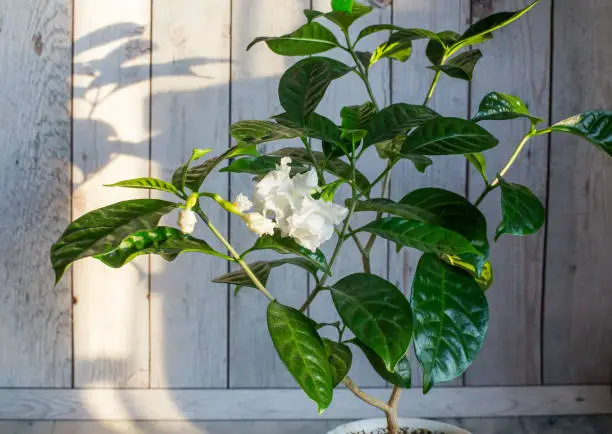 Can Gardenias Be Grown Indoors? Guide On Growing Gardenia In Your Home or Office!