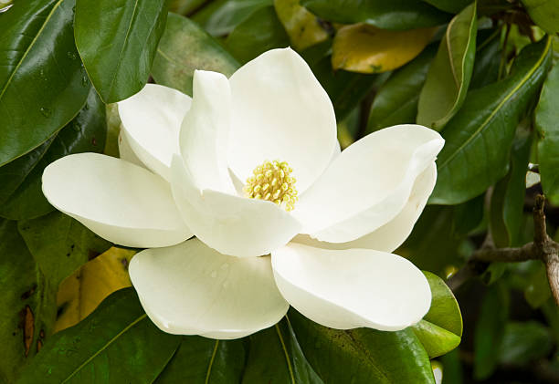 Are Magnolia Seeds Edible?