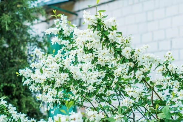 How Long Does Jasmine Bloom?