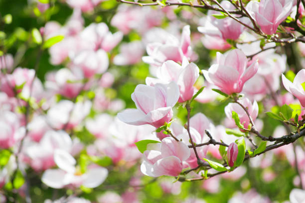 Do Magnolia Trees Have Invasive Roots?