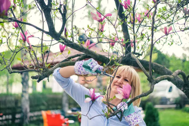When Should I Prune Magnolia Bush? The Best Time For Cutting Magnolia