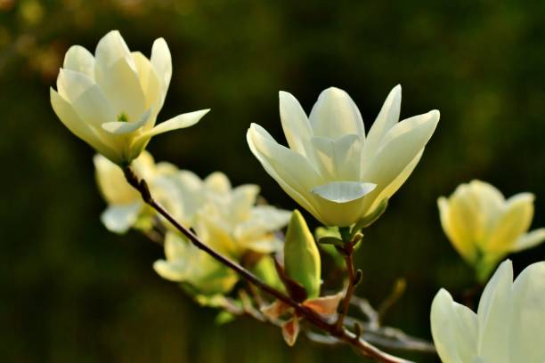 Do Magnolia Trees Need A Lot Of Water?