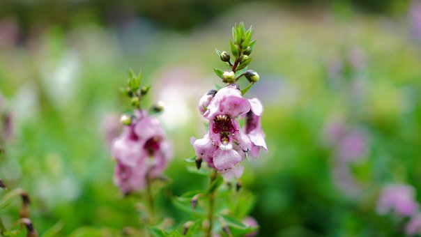 Can Angelonia Be Grown In Pots?