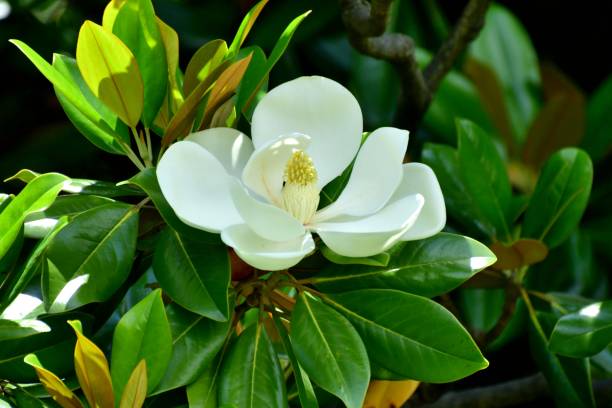 Can You Eat Magnolia Seeds?