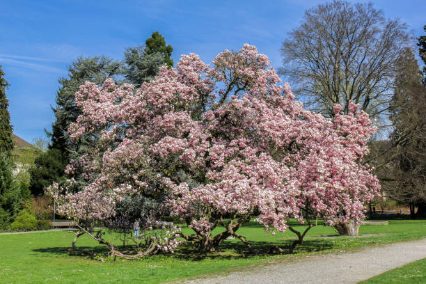 Do Magnolia Trees Attract Bees?