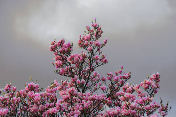 Are Magnolia Trees Messy?