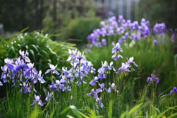 How To Replant Iris?