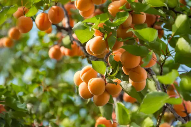 Where Do Apricots Grow?