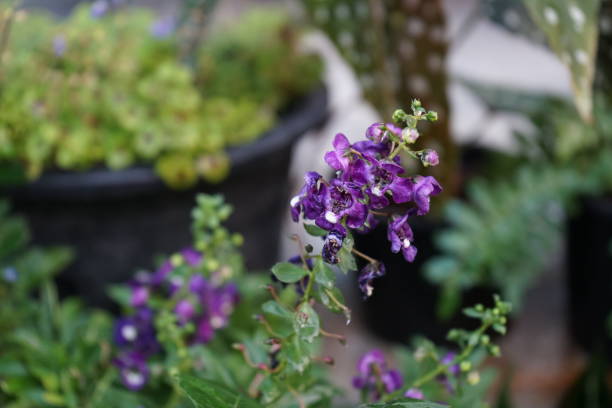 How To Prune Angelonia?