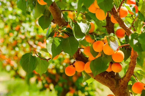 When Is Apricot Season?