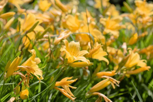 When To Cut Back Daylily?