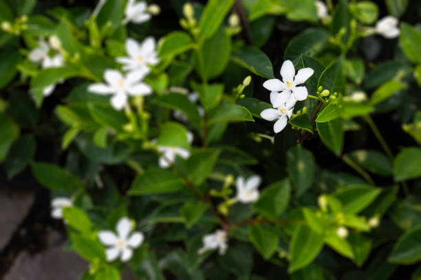 Can Jasmine Grow In Pots? Tips and Tricks on Growing Jasmine in Pots