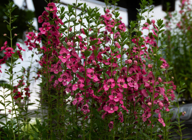 How To Grow Angelonia?