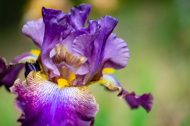 Do Iris Bloom Every Year?