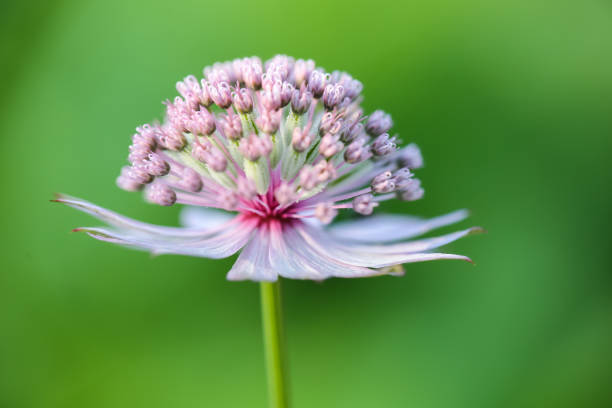 Will Astrantia Spread?