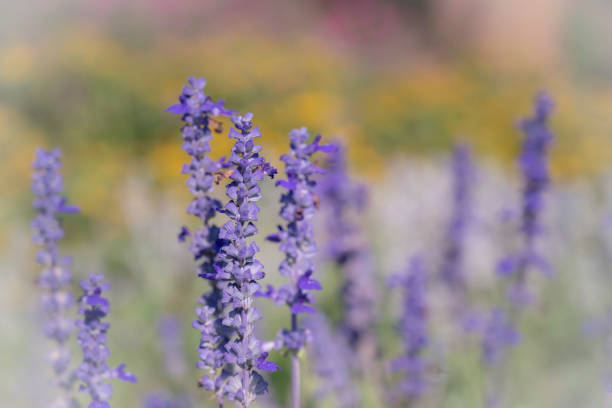 Are Angelonia Plants Deer Resistant?