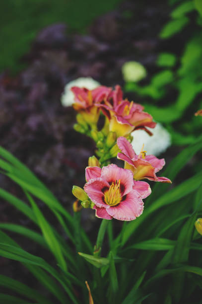 How To Plant A Daylily Bulb? Steps and Tools for Growing Your Daylilies, Tips & Tricks!