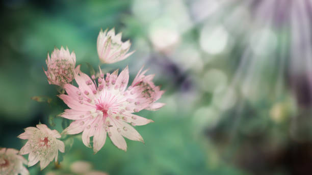 Does Astrantia Grow In Shade?