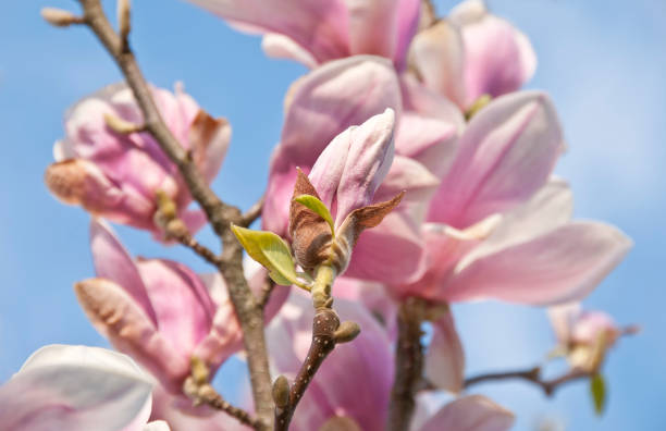 Why Do Magnolia Flowers Turn Brown?