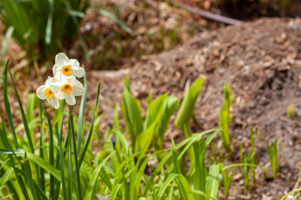 How To Build A Compost Pile In Your Backyard