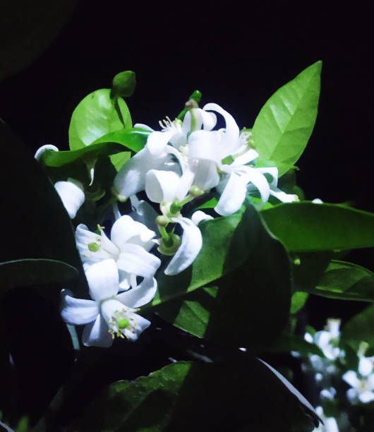 Is Jasmine Evergreen?