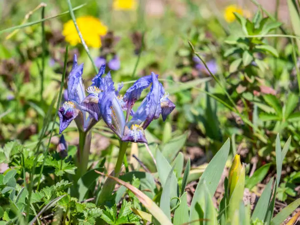 Are Irises Deer Resistant?