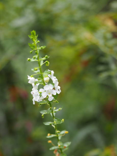 How Do You Keep Angelonia Blooming?