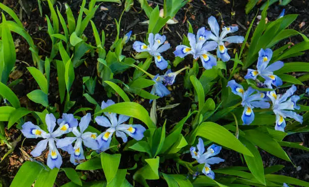 How To Get Iris Bloom Again: 9 Tips to Grow Your Flowers