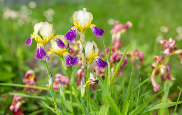 Types of Iris Plants