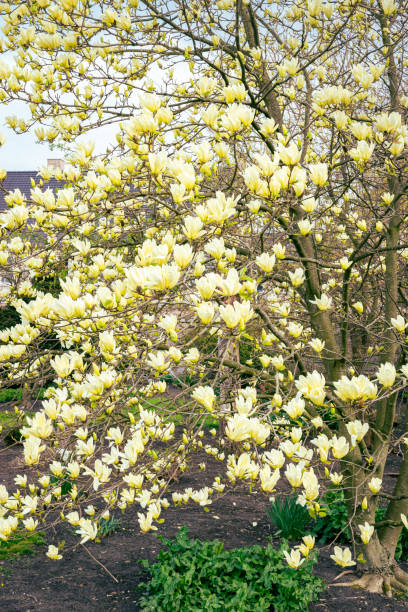 How Tall Are Magnolia Trees?