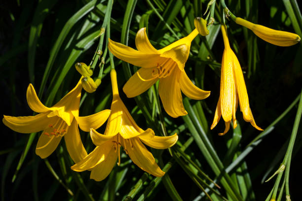 Why Are My Daylily Leaves Turning Yellow? —Find Out the Reasons Why